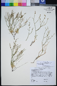 Eriogonum heermannii var. clokeyi image