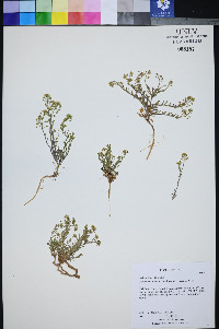 Lepidium montanum image