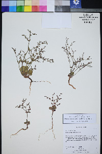 Johanneshowellia puberula image