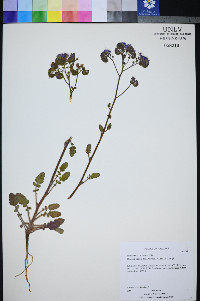 Phacelia petrosa image