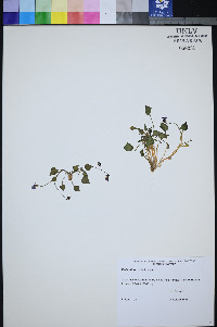 Viola lithion image
