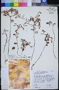 Eriogonum corymbosum image