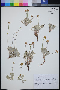 Eriogonum diatomaceum image