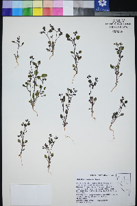 Phacelia incana image
