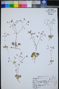 Eriogonum nutans image