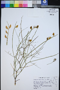 Astragalus serenoi image
