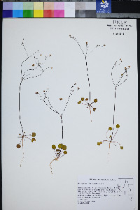 Eriogonum rubricaule image