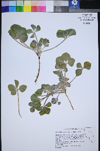 Pediomelum castoreum image