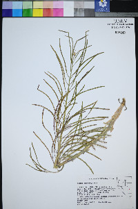 Boechera shockleyi image