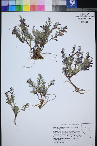 Penstemon thompsoniae image
