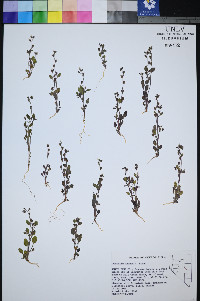Phacelia incana image
