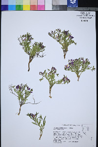 Rhinotropis subspinosa image