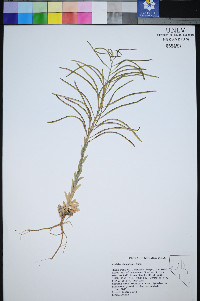Boechera shockleyi image