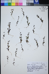 Phacelia incana image