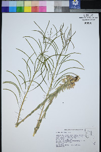 Boechera shockleyi image