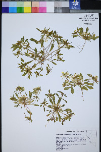 Eremothera nevadensis image