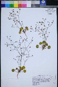 Eriogonum rubricaule image