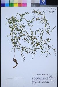 Lathyrus hitchcockianus image