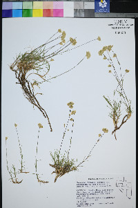 Eremogone congesta var. subcongesta image