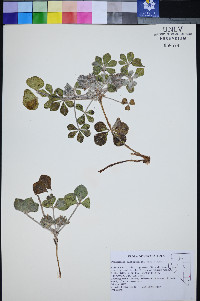 Pediomelum castoreum image