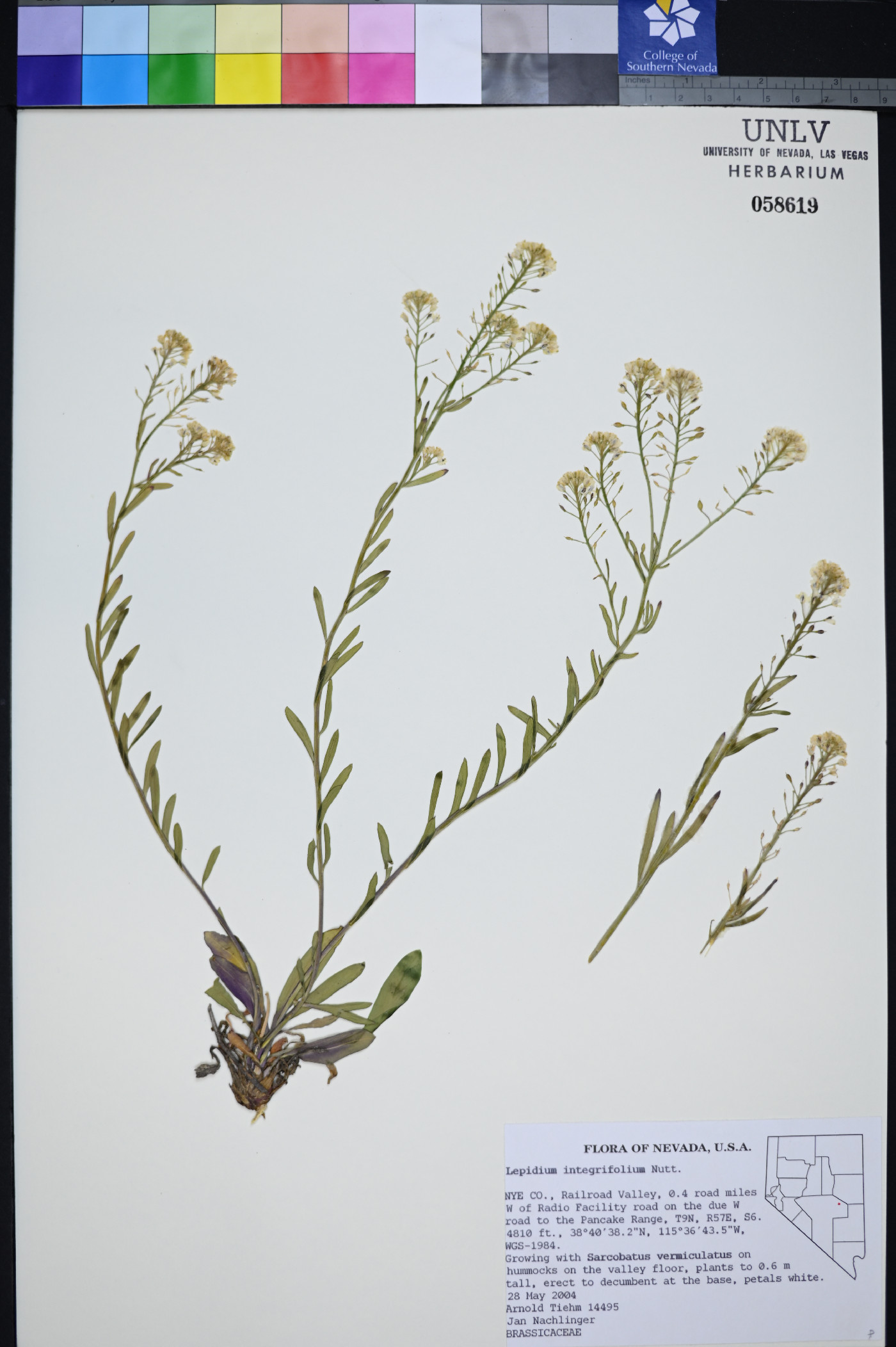 Lepidium integrifolium image