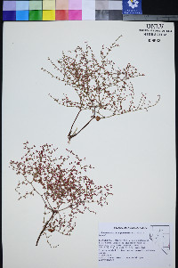 Johanneshowellia puberula image