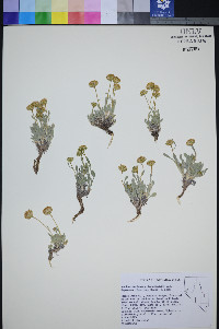 Xanthisma grindelioides var. depressum image