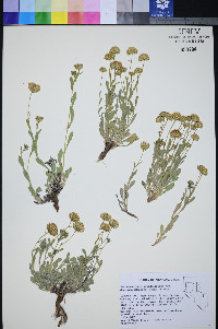 Xanthisma grindelioides var. depressum image