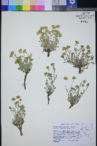 Xanthisma grindelioides var. depressum image