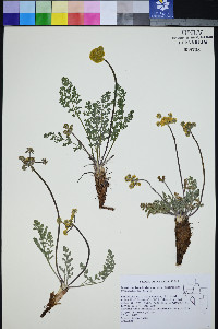 Lomatium fimbriatum image