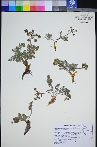 Lomatium foeniculaceum image
