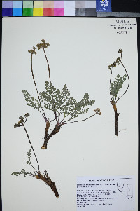 Lomatium fimbriatum image