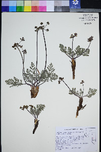 Lomatium foeniculaceum subsp. macdougalii image