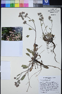 Phacelia hastata var. charlestonensis image
