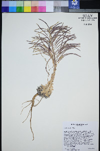 Boechera shockleyi image