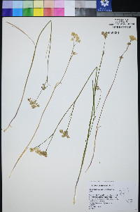 Perideridia lemmonii image