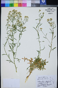 Lepidium montanum var. jonesii image