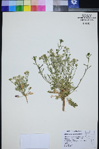 Lepidium montanum var. montanum image