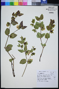 Mirabilis pudica image