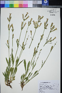 Silene bernardina image