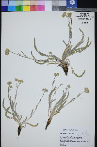 Ivesia aperta image