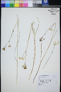 Perideridia lemmonii image