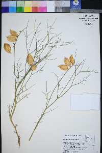 Astragalus pterocarpus image
