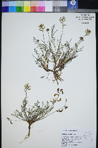Astragalus salmonis image