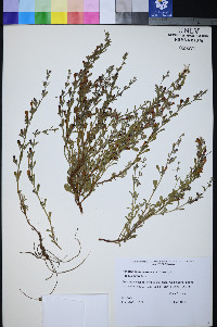 Penstemon thompsoniae var. jaegeri image