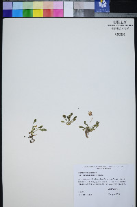 Erigeron uncialis image