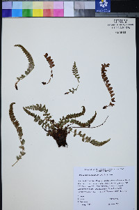 Polystichum scopulinum image