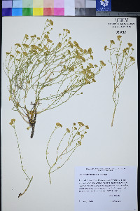 Perityle intricata image