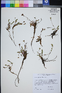 Ivesia cryptocaulis image