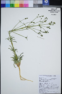 Frasera albomarginata image